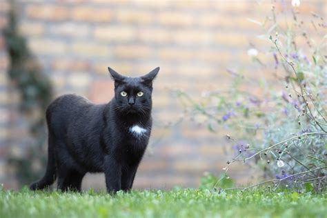 エディオン中環東大阪店: なぜ猫は時々冷蔵庫を開けるのか？